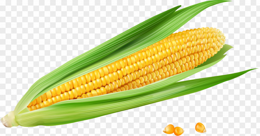 Golden Yellow Corn On The Cob Maize Euclidean Vector Vecteur PNG