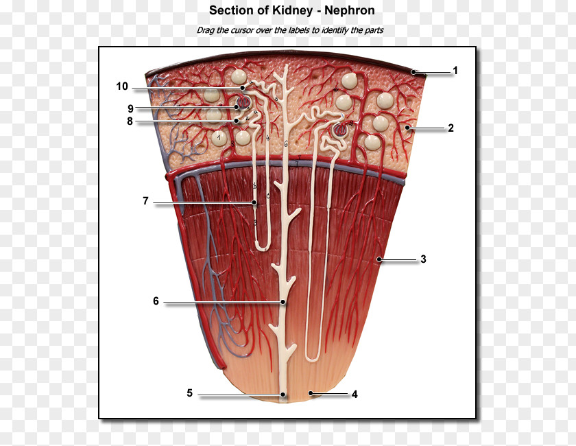 Kidney Nephron Renal Lobe Pyramids PNG