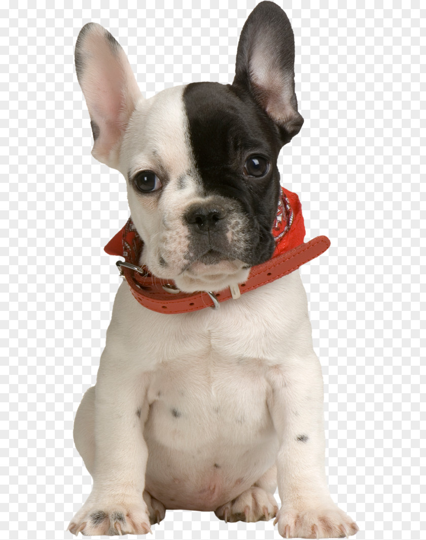 Puppies French Bulldog Toy Puppy Pet PNG
