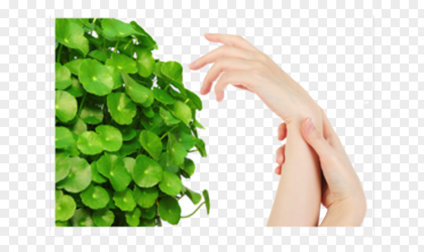 Skin Care To Share Centella Asiatica Extract Medicinal Plants Cellulite PNG