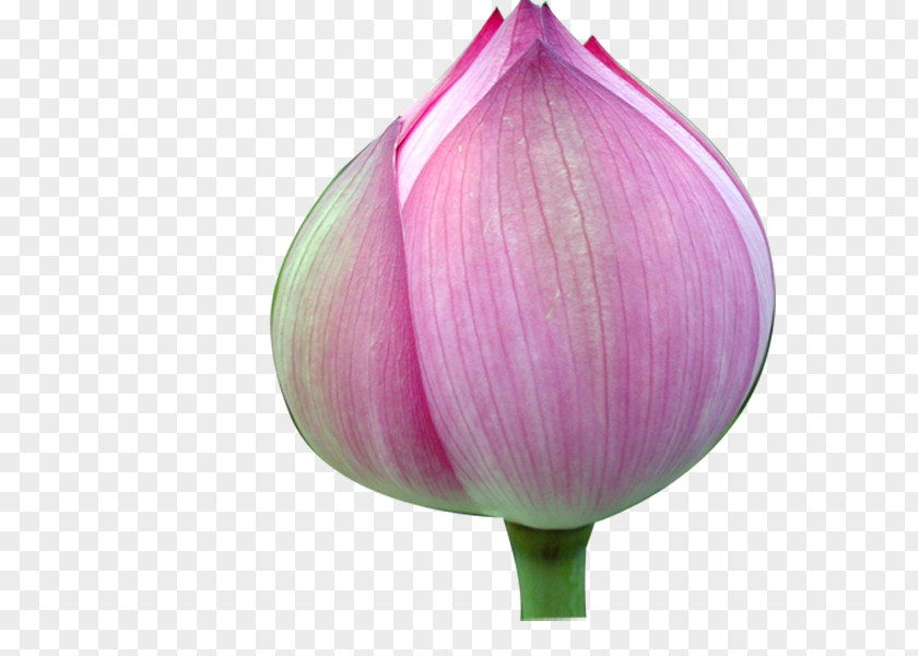 Tulip Proteales Petal Purple Nelumbo Nucifera PNG