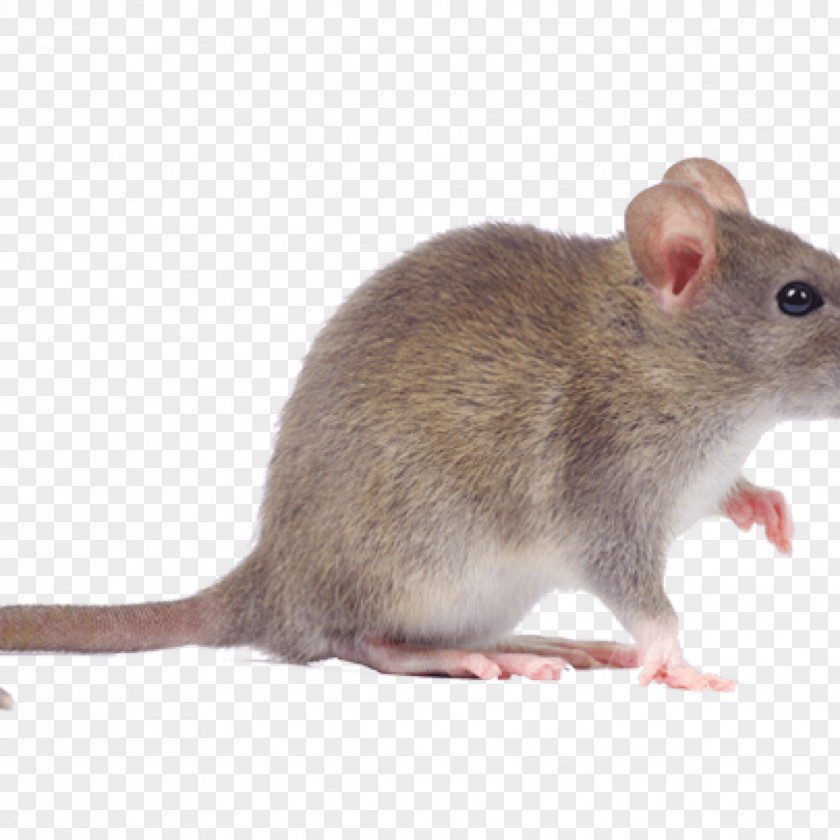 Mouse Rodent Rat Pest Control Cockroach PNG