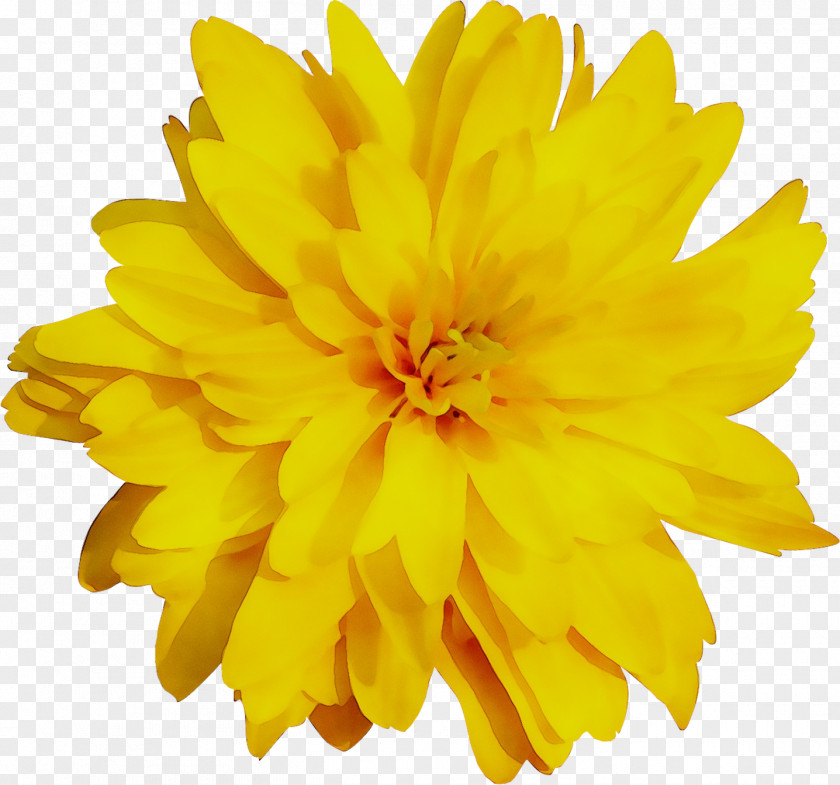 Yellow Chrysanthemum English Marigold PNG