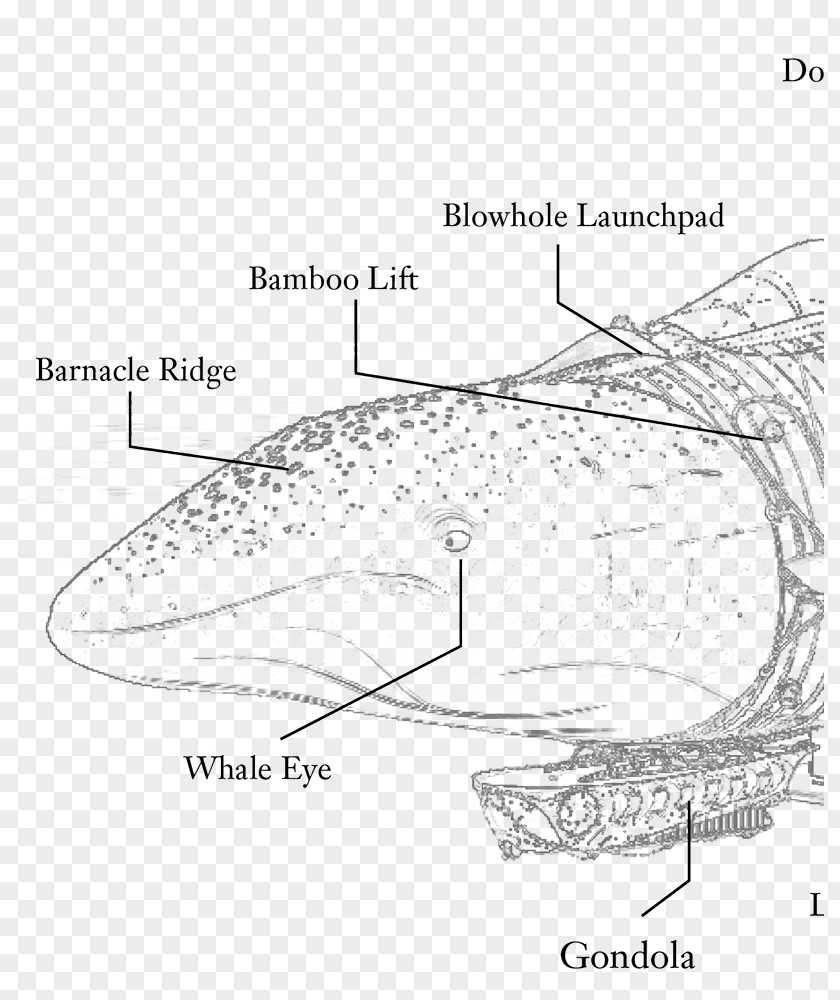 Beluga Whale Anatomy Cetacea Whaling Human Body Blue PNG