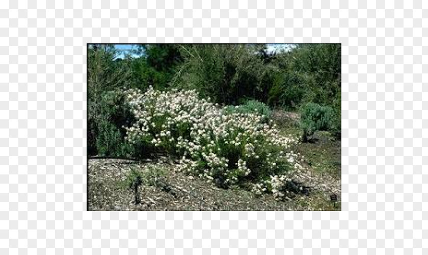 Rose Myrtle Shrubland Olearia Ramulosa Teretifolia Plant PNG