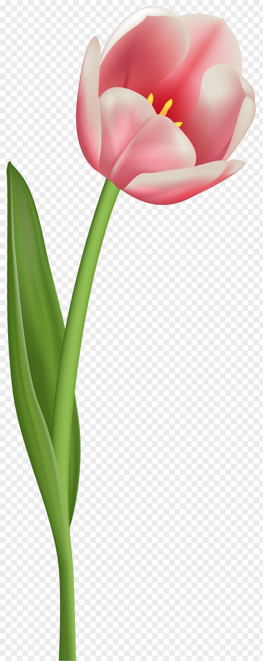 Rustic Flowers Tulip Mania Flower Clip Art PNG