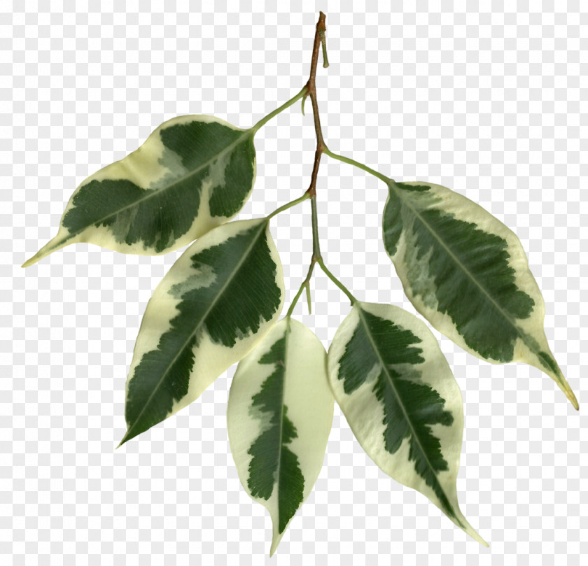 Banana Leaves Weeping Fig Fiddle-leaf Variegation Plant Stem PNG
