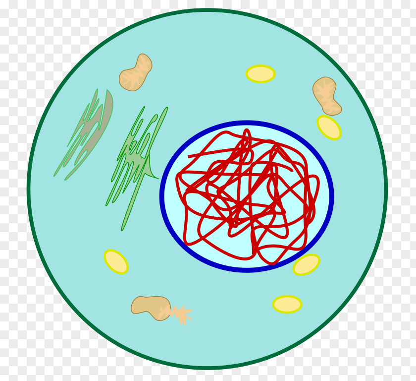 Cell Dna DNA Organism PNG