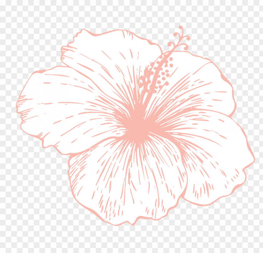 Design Rosemallows Drawing Floral PNG