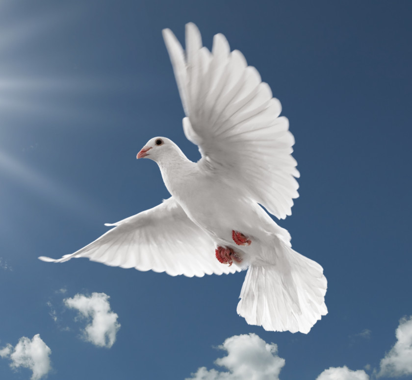 DOVE International Day Of Peace Family World Happiness PNG