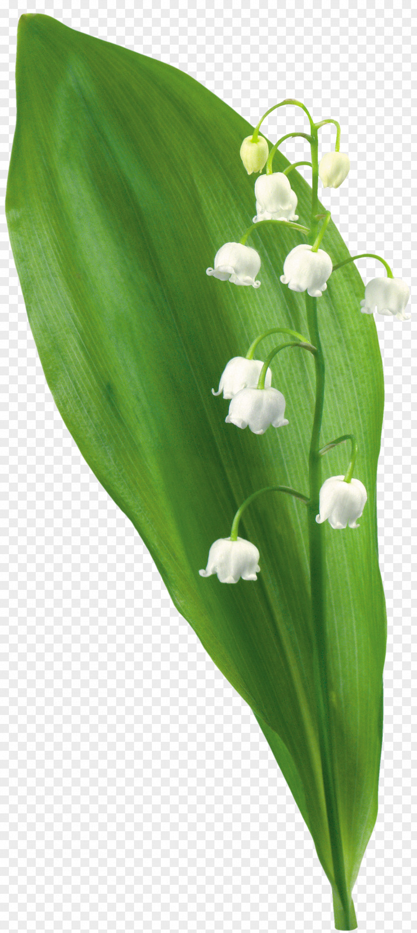 Lily Of The Valley Flower Plant Tree Clip Art PNG