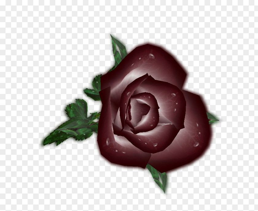 Ok Tedi River Garden Roses Cabbage Rose Petal PNG