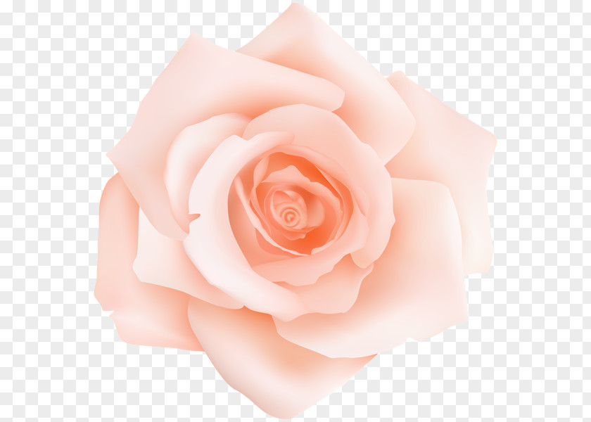 Peach Garden Roses Centifolia Floribunda Clip Art PNG