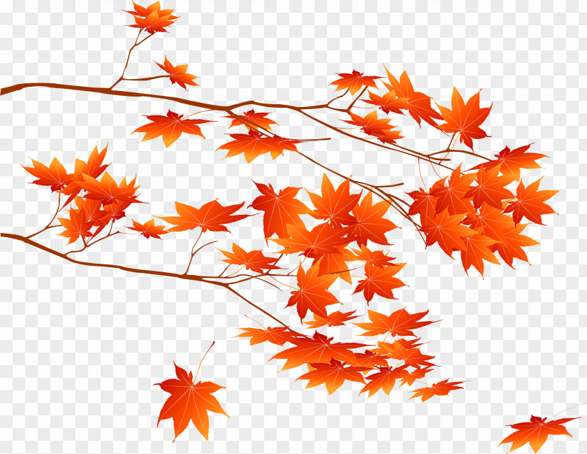 Autumn Branches Download Clip Art PNG
