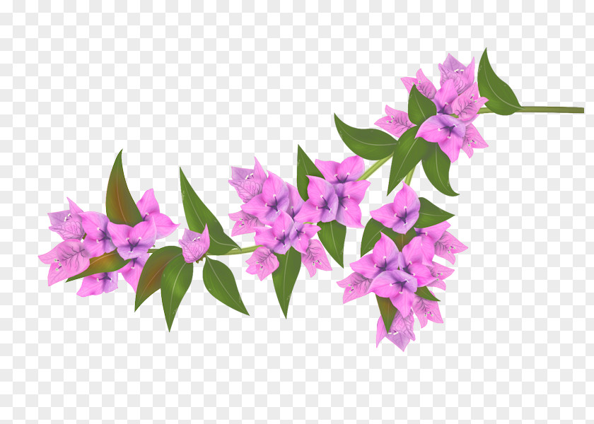 Bougainvillea Flower PNG