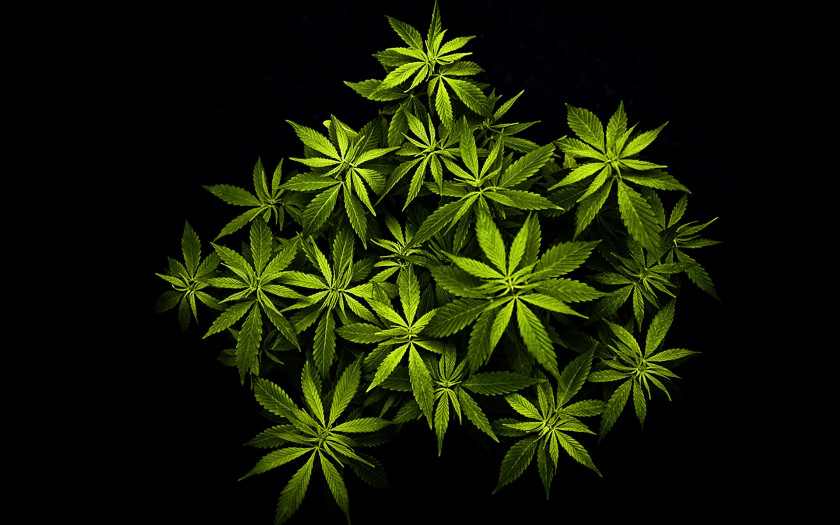 Cannabis Desktop Wallpaper High-definition Video Television Hemp PNG