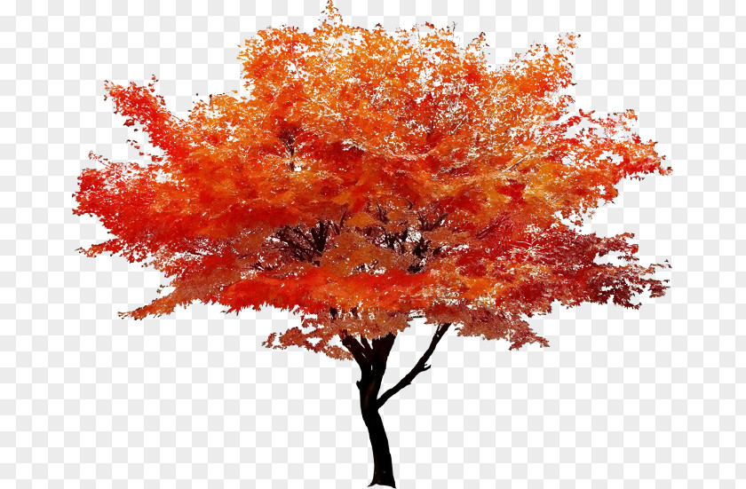 Deciduous Soapberry Family Fall Tree PNG