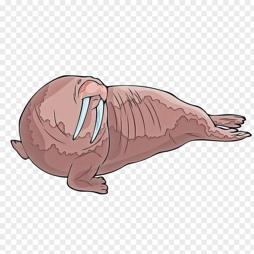 Drawing Manatee Walrus Cartoon Nose Pink PNG