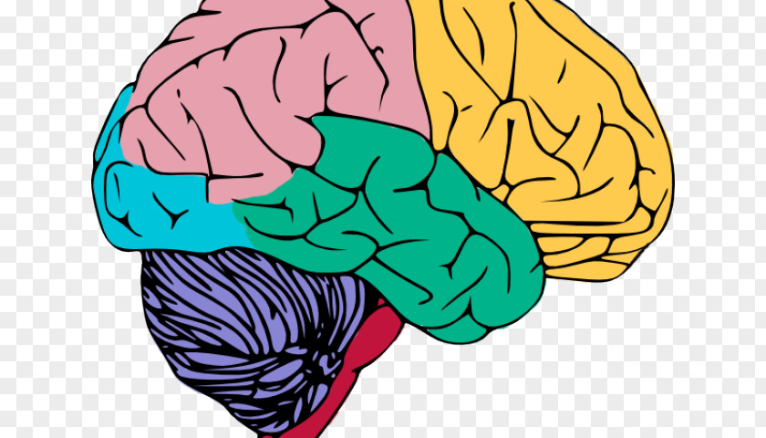 Nervouis Mockup Human Brain Central Nervous System Clip Art PNG