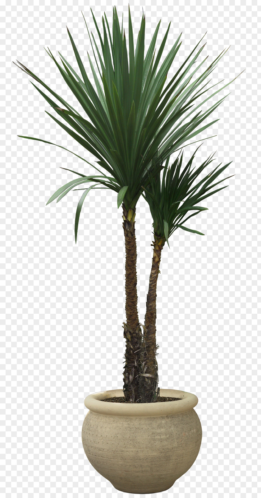 Potted Plant Tree Evergreen PNG