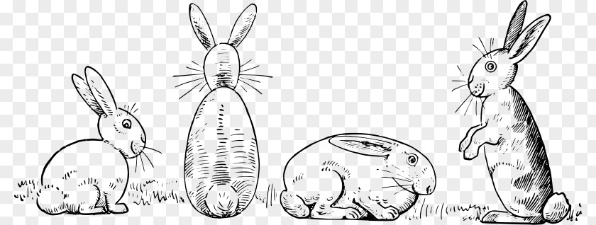 Rabbit Black Domestic Hare Drawing Sketch PNG