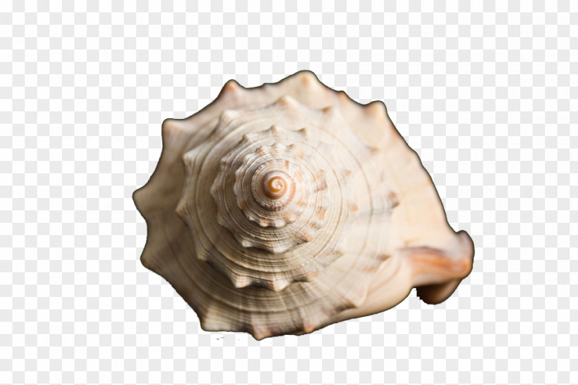 Scallop,conch,Sea Sea Snail Conch Scallop PNG