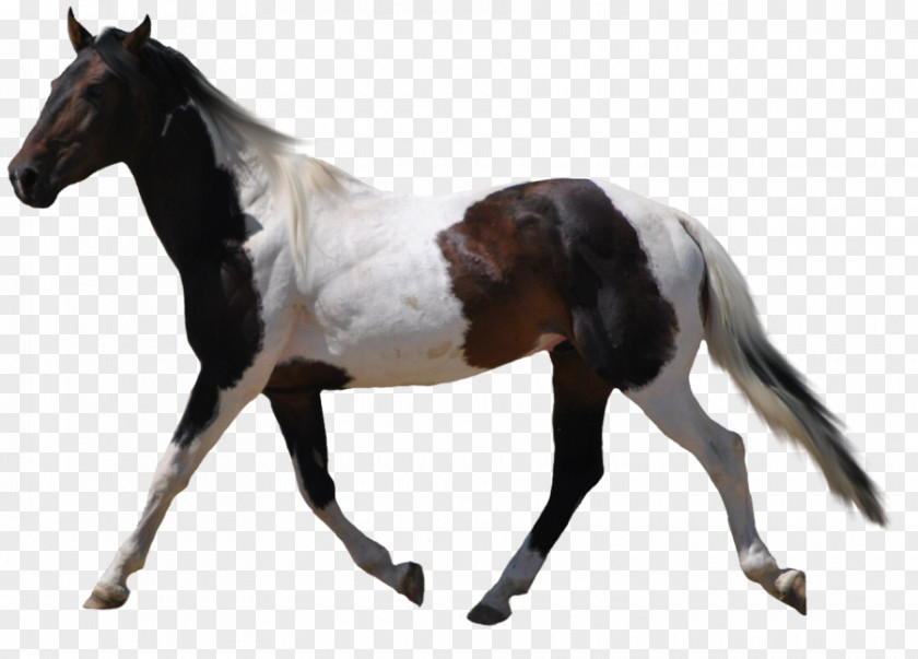 American Paint Horse Desktop Wallpaper Clip Art PNG
