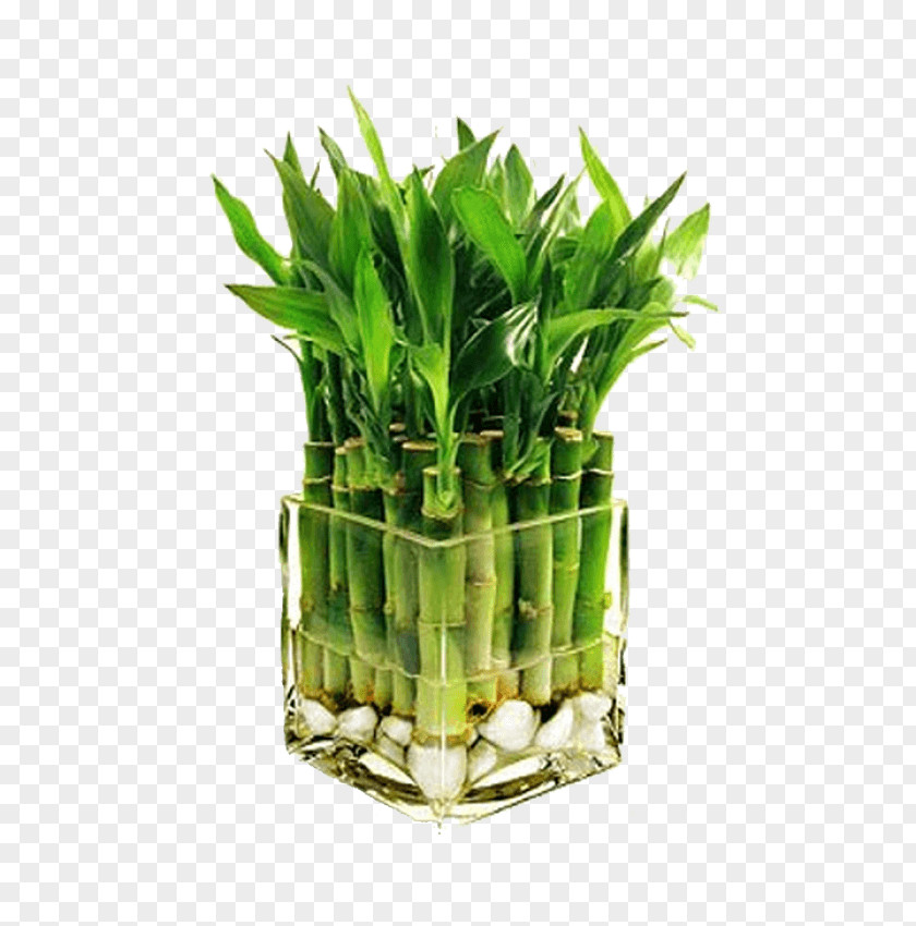 Bamboo Lucky Bambusa Houseplant PNG