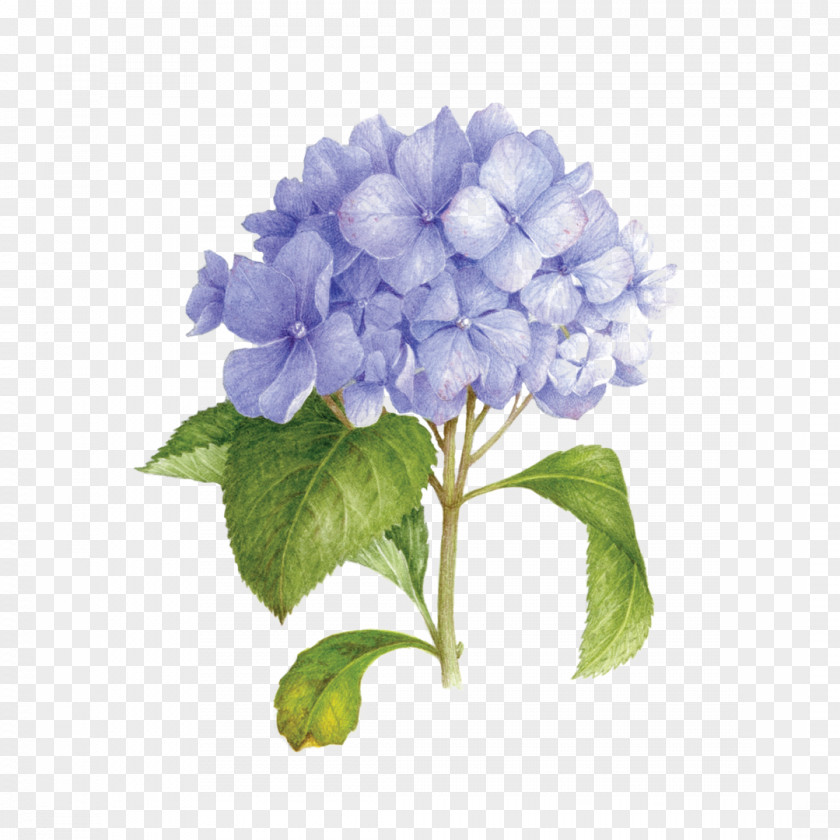 California Lilac Cut Flowers Background PNG