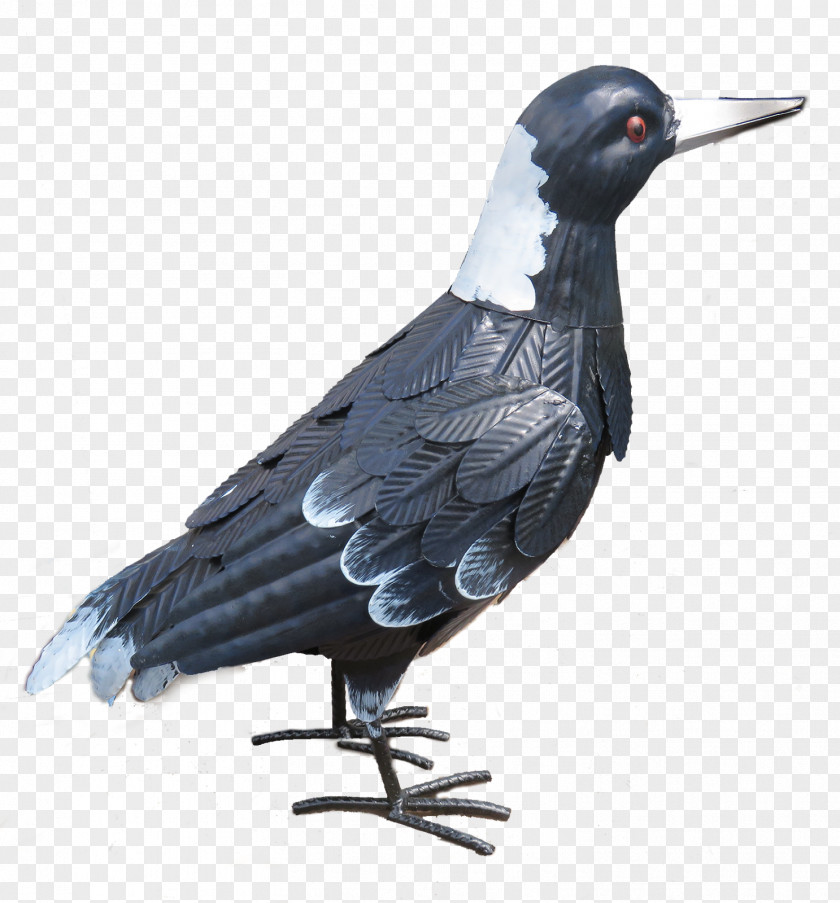 Feather Columbidae Domestic Pigeon Beak Rook PNG