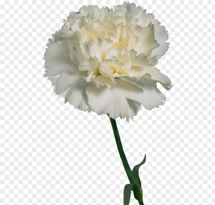 Flower Carnation Cut Flowers Rengarenk Karanfil Sokak PNG