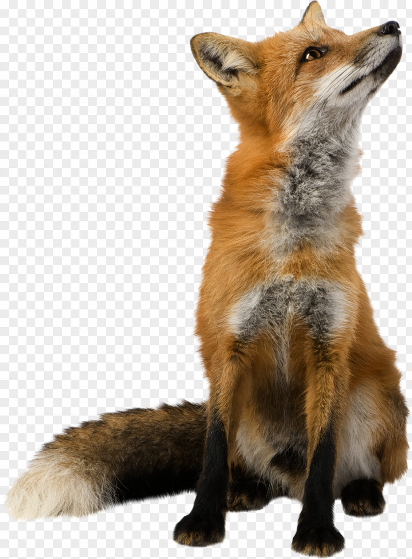Fox Wallpaper PNG