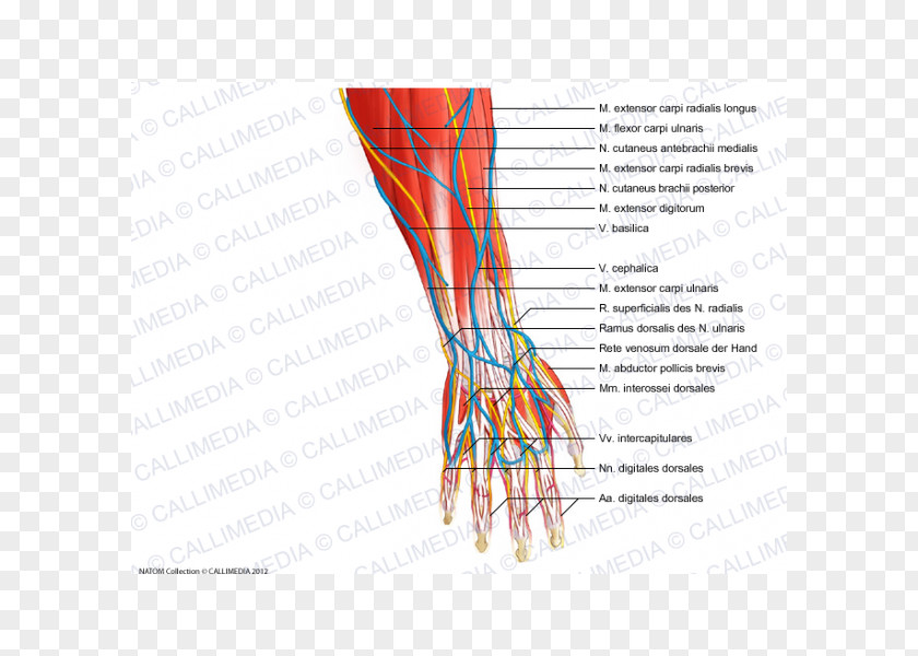 Hand Finger Nerve Blood Vessel Human Anatomy PNG