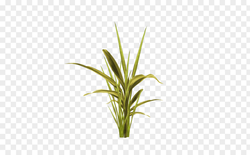 Herbes Easter Egg Grass PNG