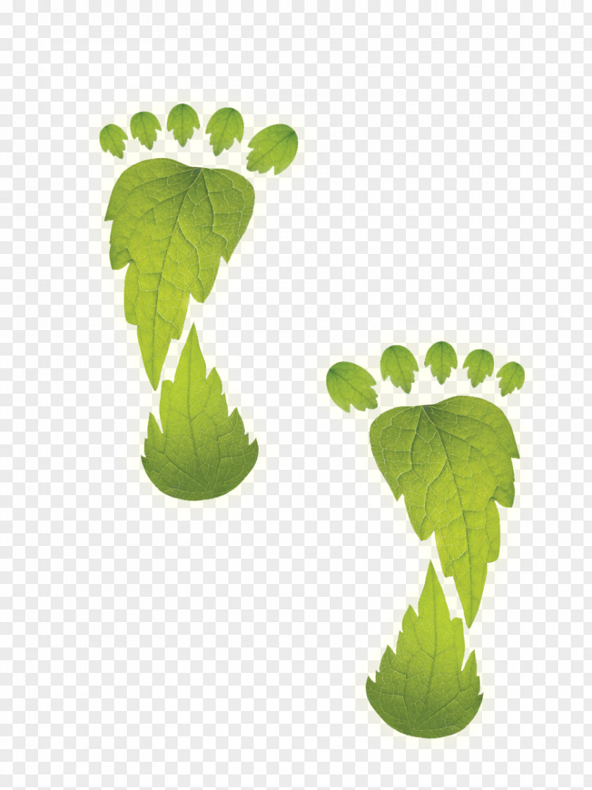 Neem Tree Environmentally Friendly Ecological Footprint Energy Conservation Carbon PNG