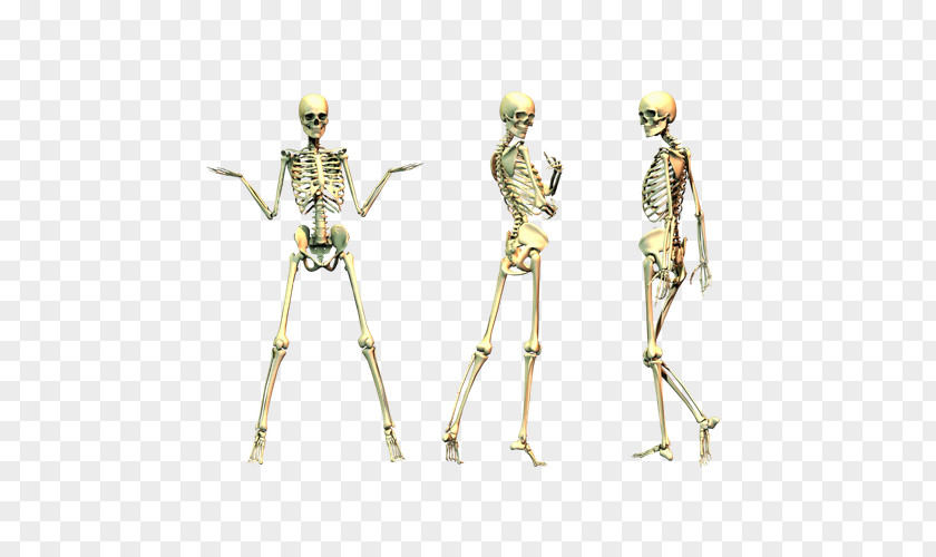 Thriller Skeleton Human Clip Art PNG