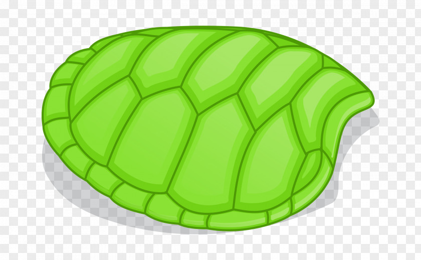 Turtle Green Sea Clip Art PNG