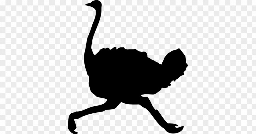 Bird Common Ostrich Emu Silhouette PNG