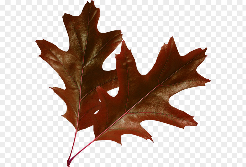 Leaf Raster Graphics Autumn Leaves Clip Art PNG