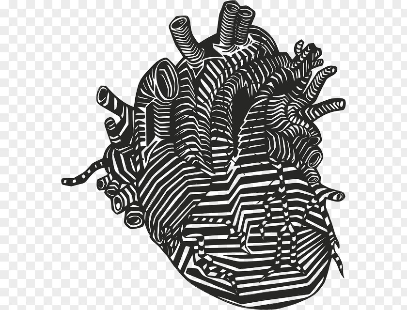 Organs Vector Drawing Heart Anatomy Clip Art PNG