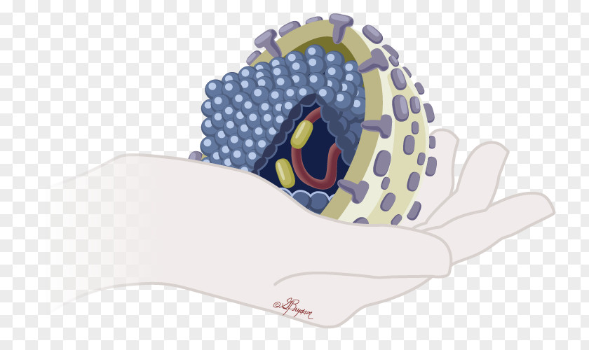 Hepatitis B Virus Viral PNG
