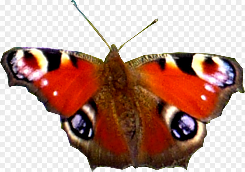 Paondu Jour Monarch Butterfly Gossamer-winged Butterflies Brush-footed Pieridae PNG