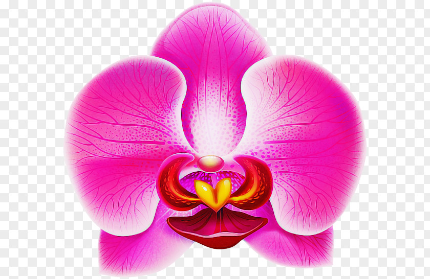 Petal Pink Moth Orchid Flower Violet PNG