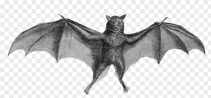 Bat Sound Wave Detection Common Vampire Illustration PNG