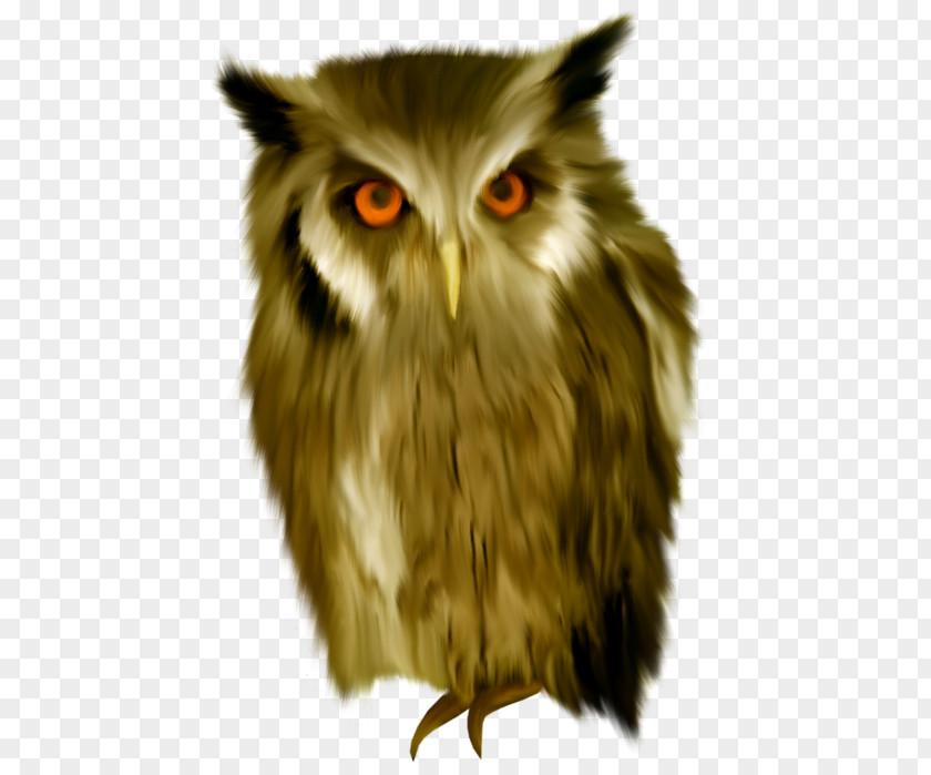 Bird Tawny Owl True Snowy PNG