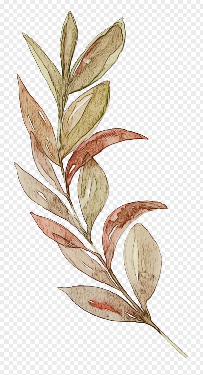 Plant Stem Eucalyptus Watercolor Flower Background PNG