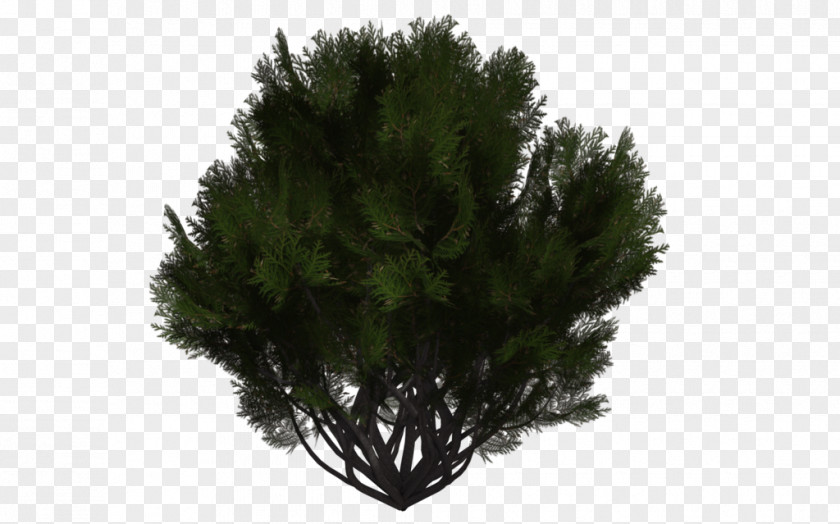 Tree Evergreen Shrub DeviantArt Branch PNG