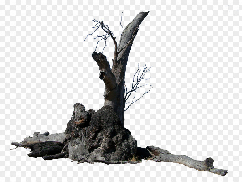 Tree Trunk Branch Rendering Root PNG