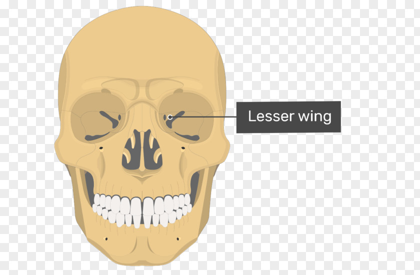 Bone Wings Vomer Lacrimal Ethmoid Nasal Concha PNG