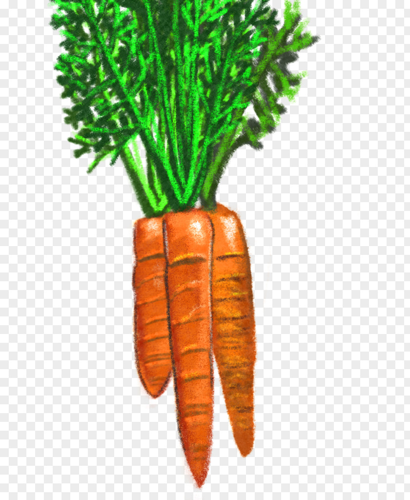 Carrot Animation Local Food Grocery Store Drawing Graphics PNG
